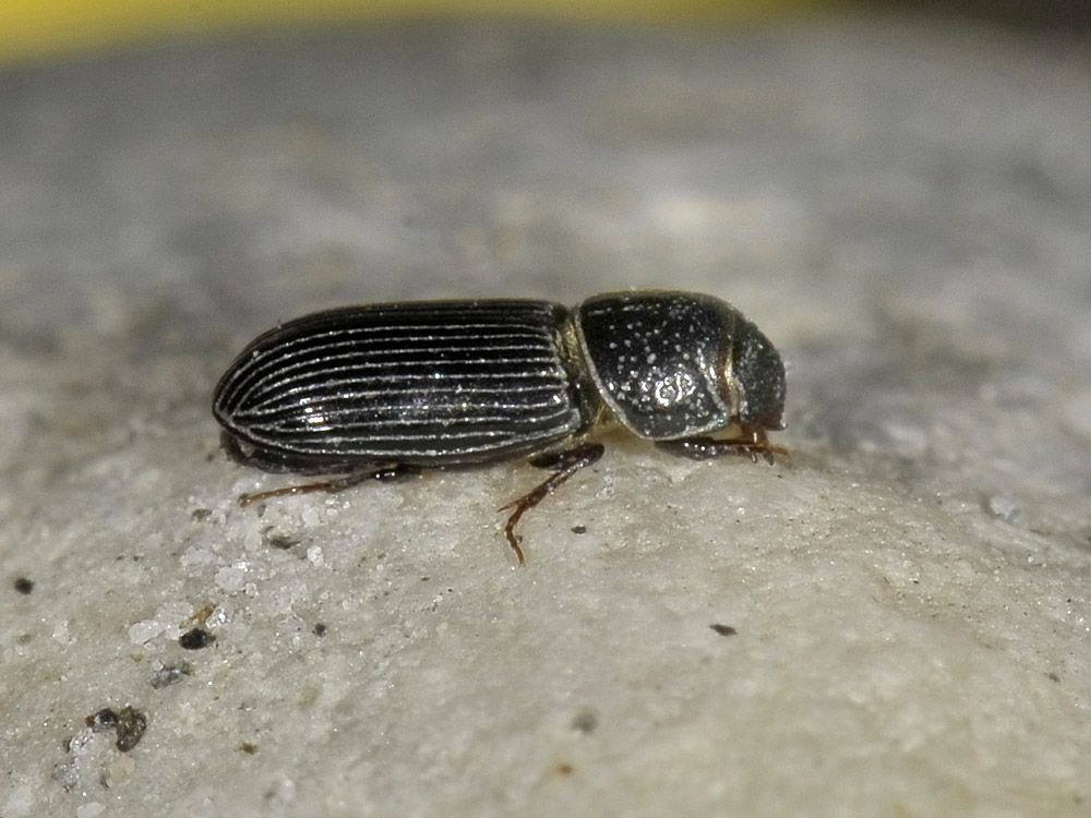 Pleurophorus caesus (Aphodiidae)